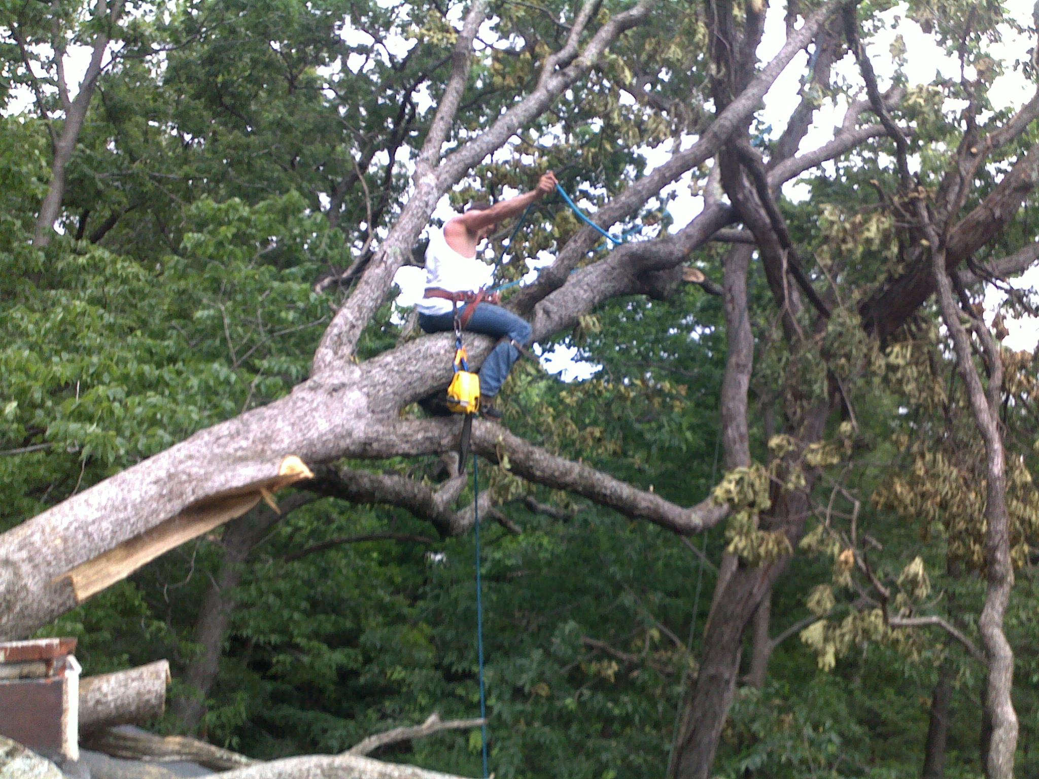 Bill McCabe Tree Service LLC logo