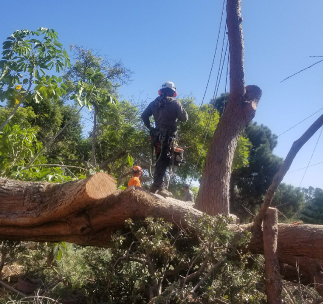 LOPEZ TREE CARE, INC logo