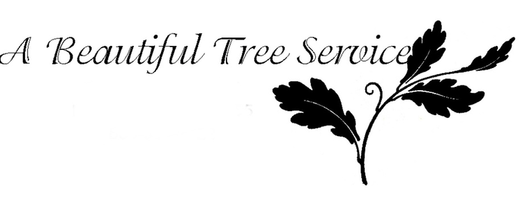 Avatar for A Beautiful Tree Service