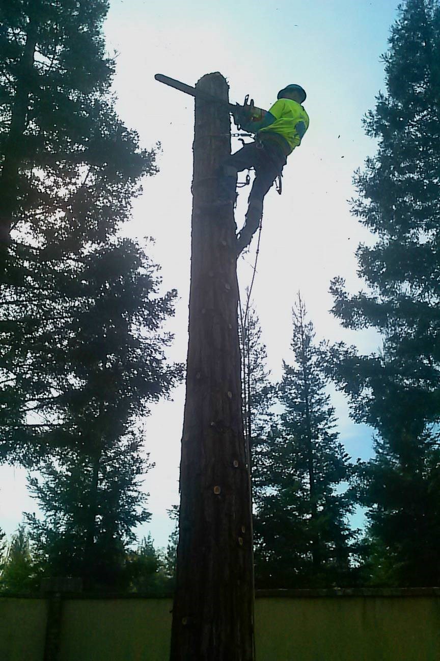 Charles Schwab's Tree Service logo