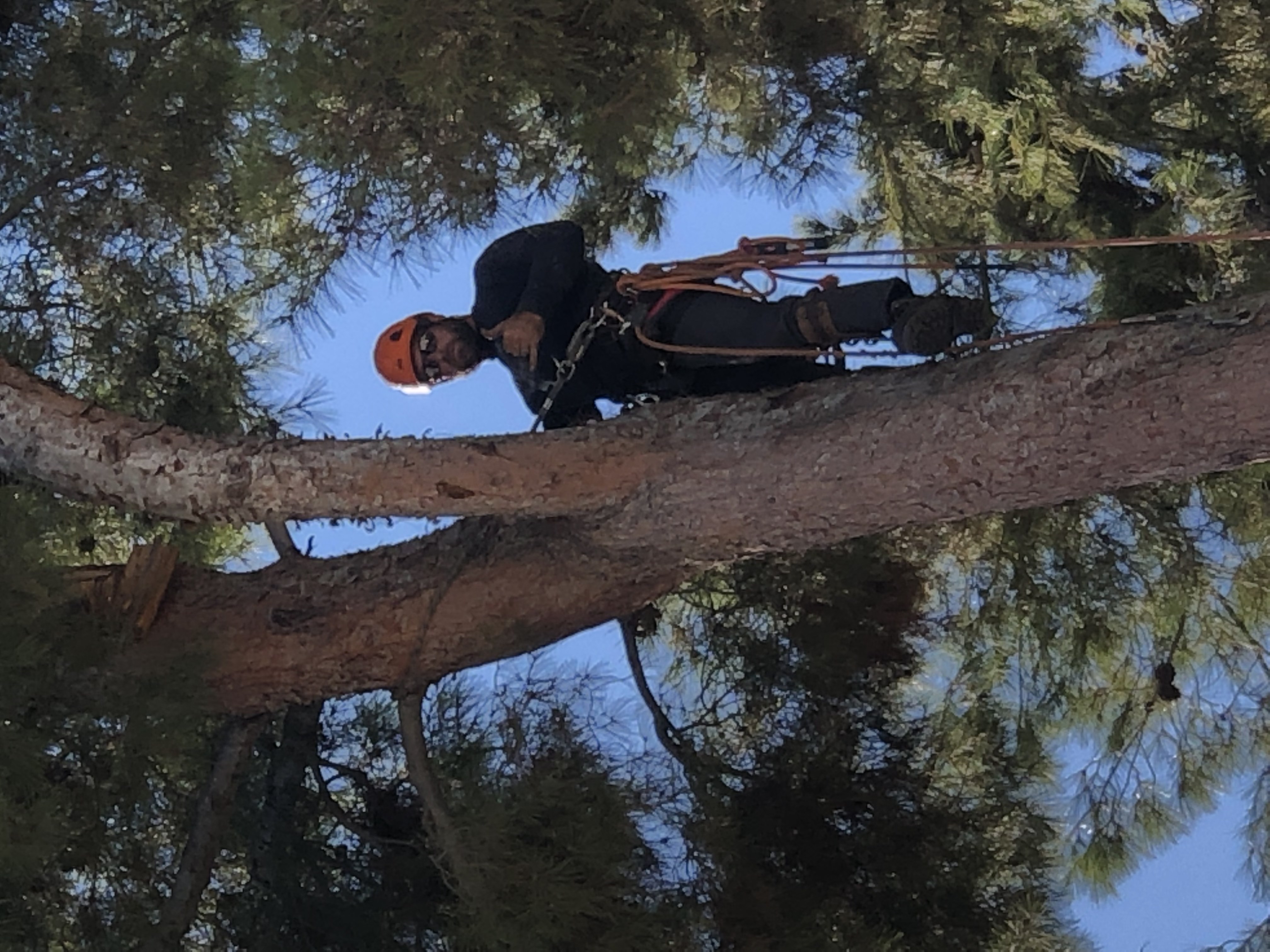 Avatar for Superior Tree Service