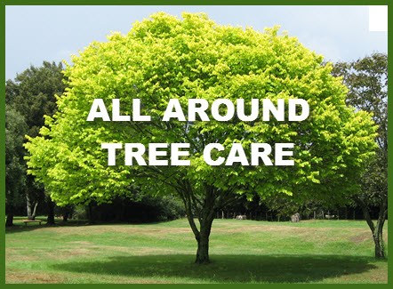 Logo for All Around Tree Care