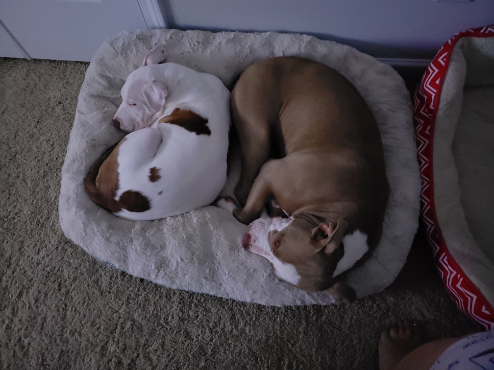 A Hammer & Nail Construction logo