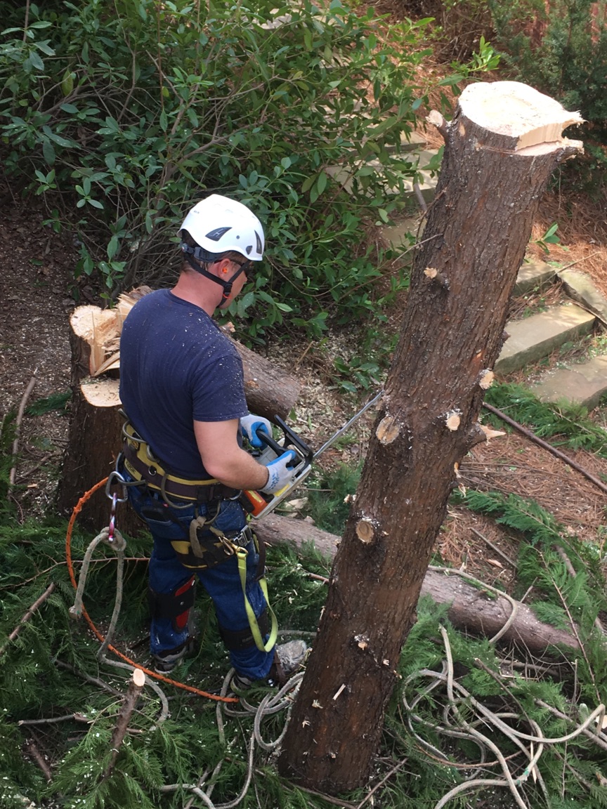 Logo for Sharper Edge Tree Care