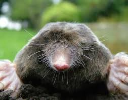 Mole Elimination logo