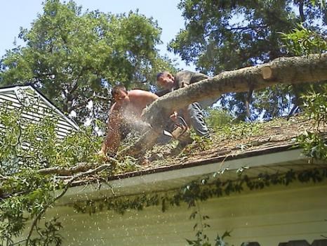 Avatar for Absolute Tree Crane & Stump Services