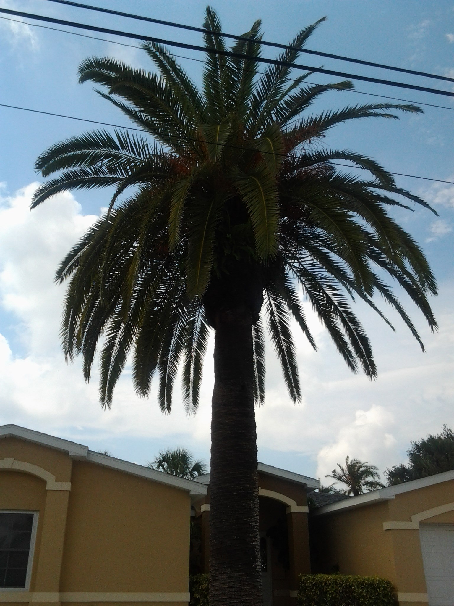 Bullies Complete Tree Service and Landscape Design logo