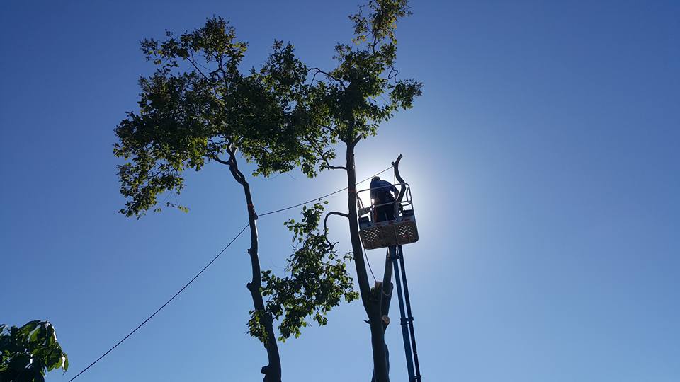Elite Landscape Management, LLC logo