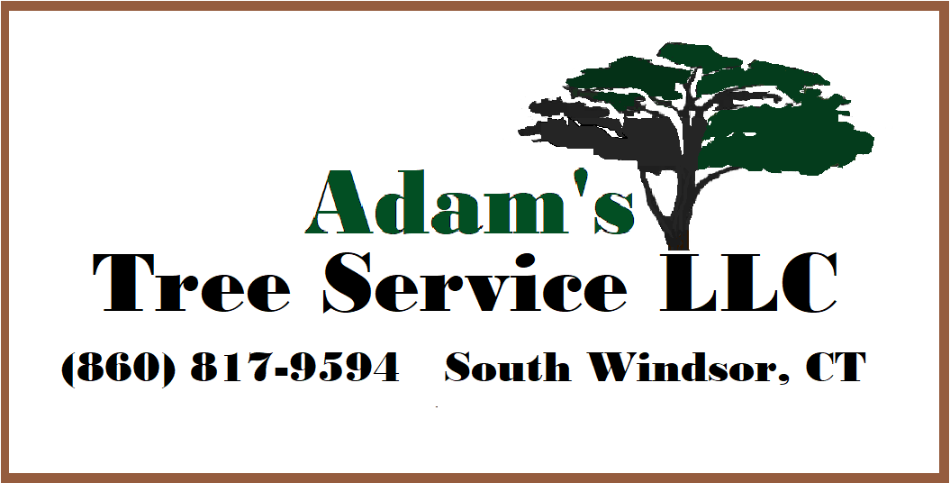 Avatar for Adam's Tree Service