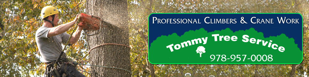TOMMY TREE SVC logo