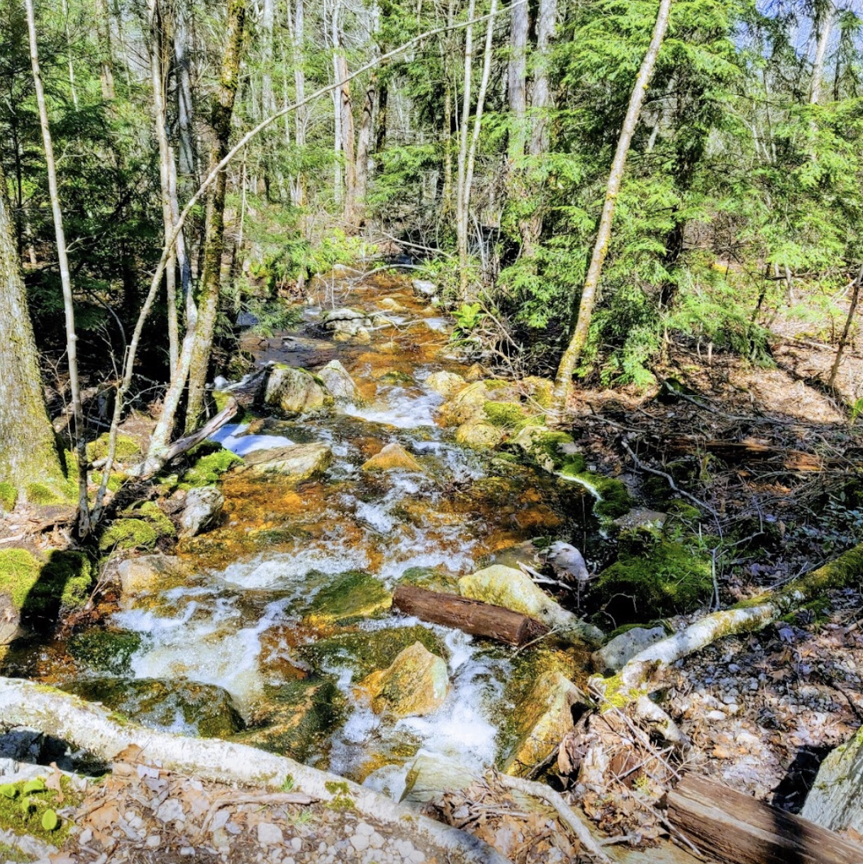 Castro Professional Painting and Wallpaper logo