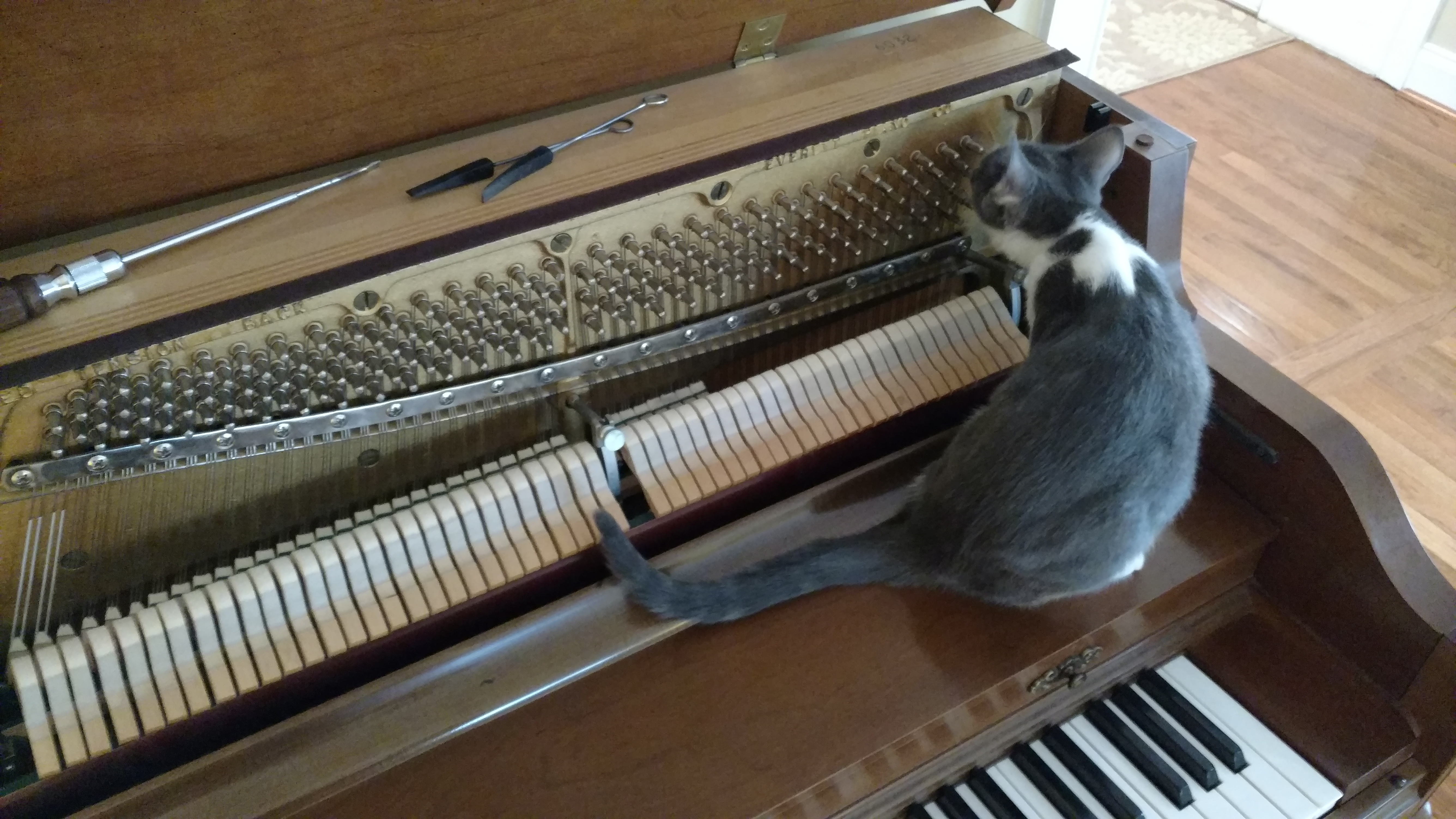 True Key Piano Tuning logo