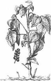 The Poison Ivy Specialist logo
