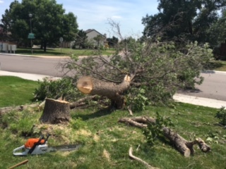Logo for Joey's Tree Service of Littleton