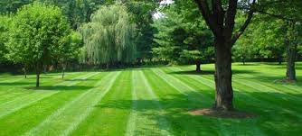 Dynamic Lawn Care logo