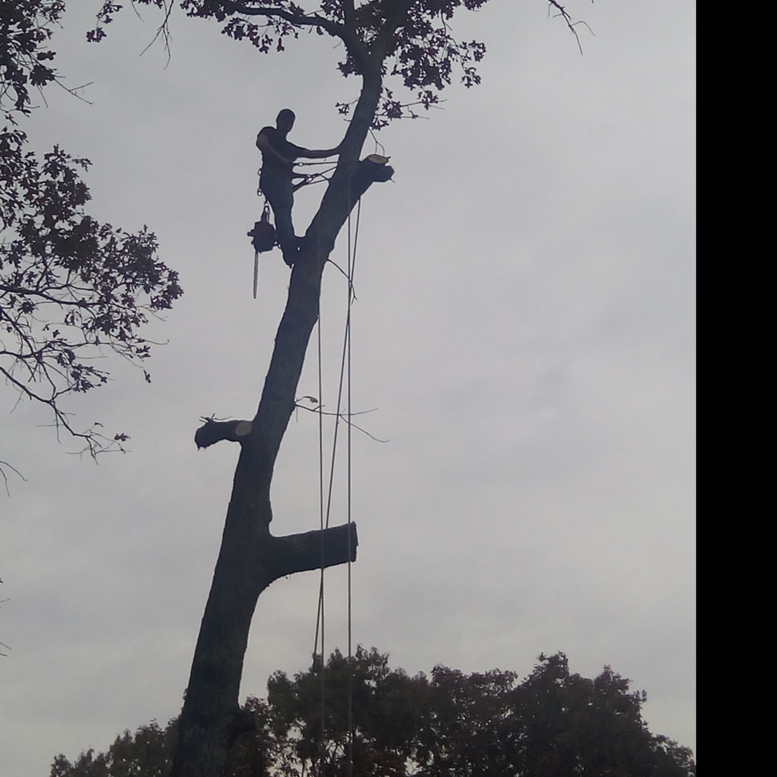 All American Tree Service logo