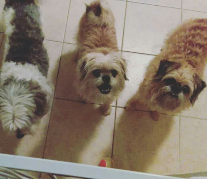 Logo for Gaelic Paws Pet Services