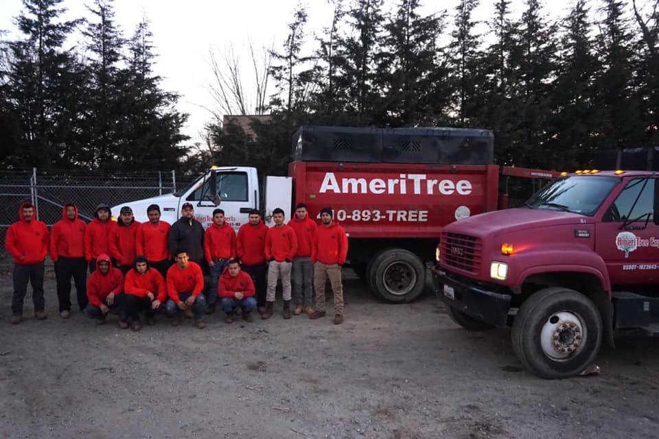 Avatar for Ameritree Experts