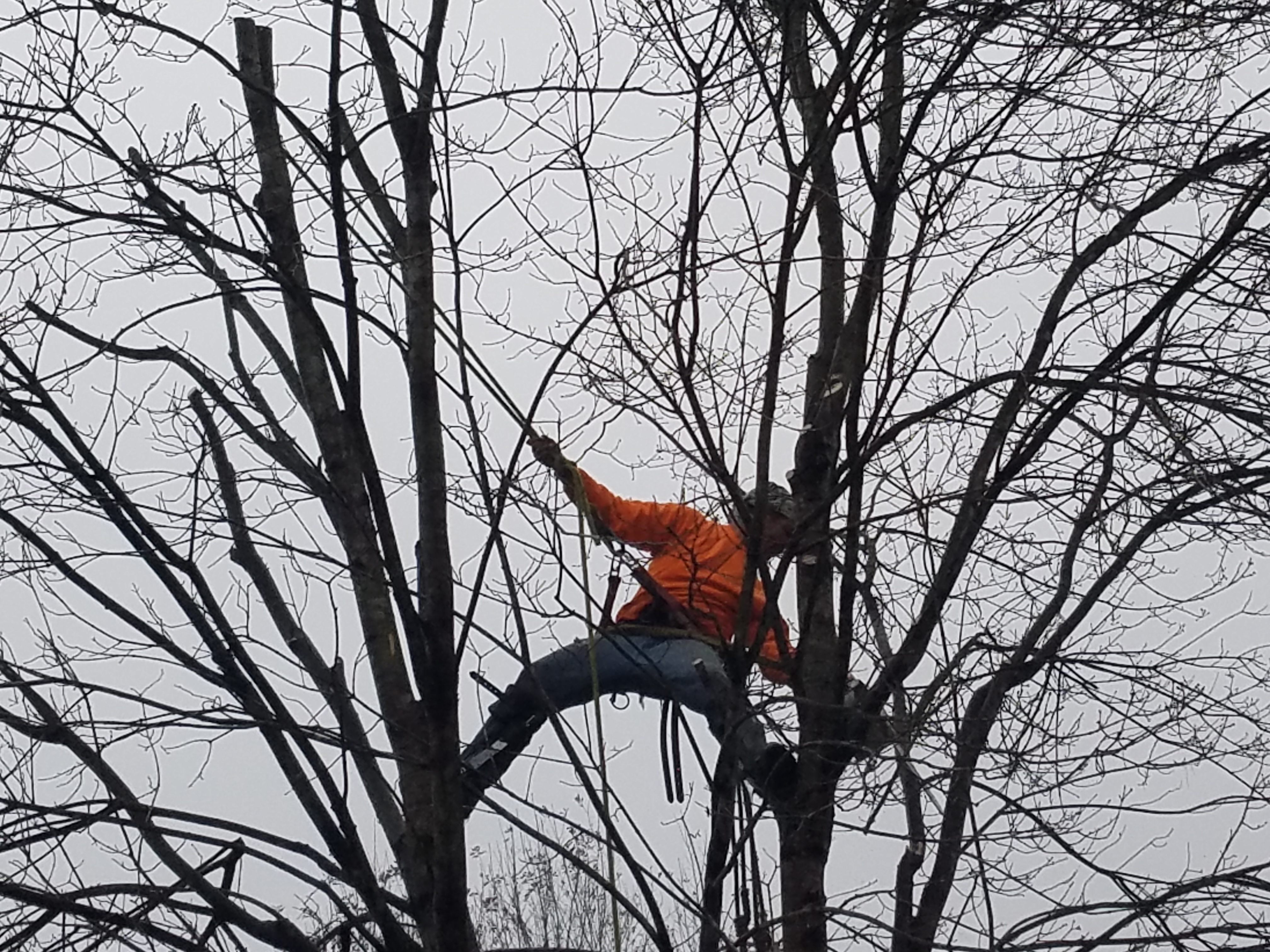 Golden Glove Tree service logo