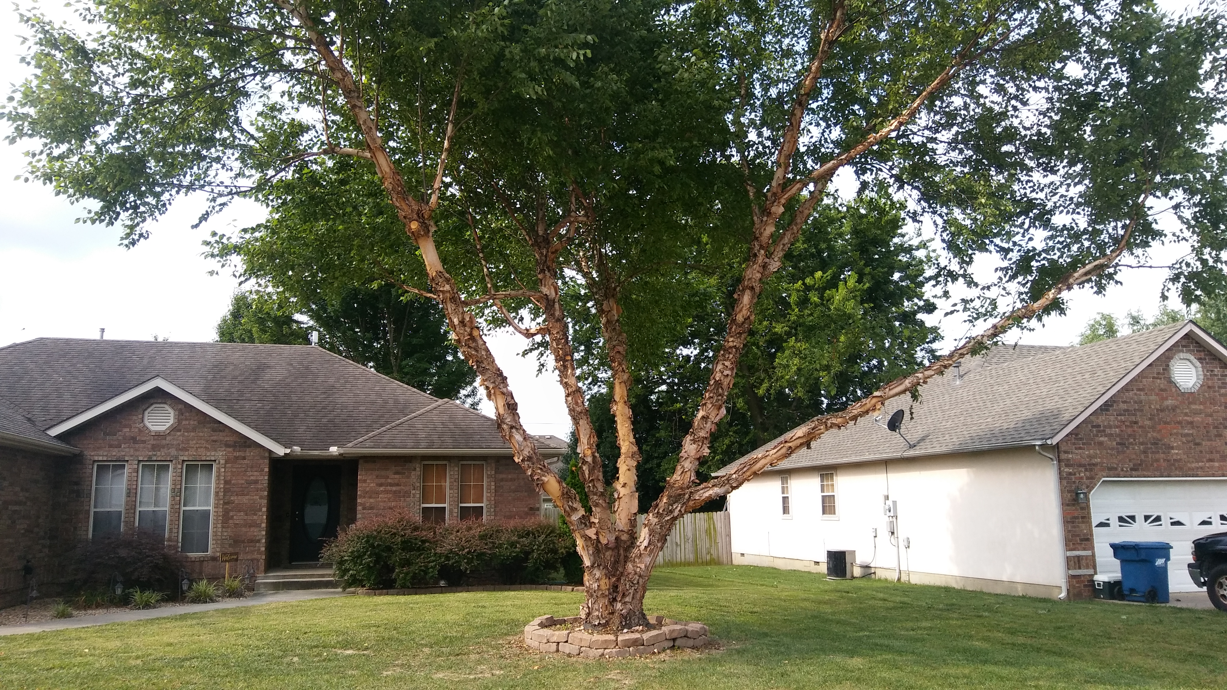 Logo for Rising Son Tree Service