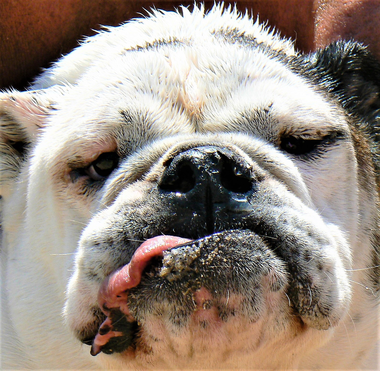 Bulldog Handyman logo
