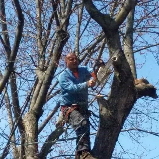 Avatar for A 1 Tree Boyz Of Indiana