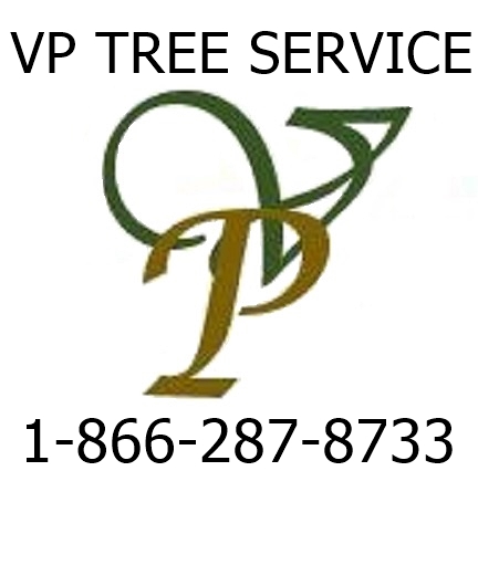 Logo for vp tree service