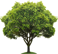 Avatar for Crown Above Tree Service