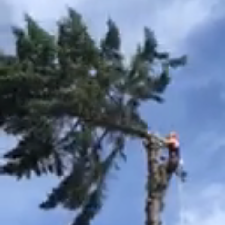 Avatar for Logue's Quality Tree Service