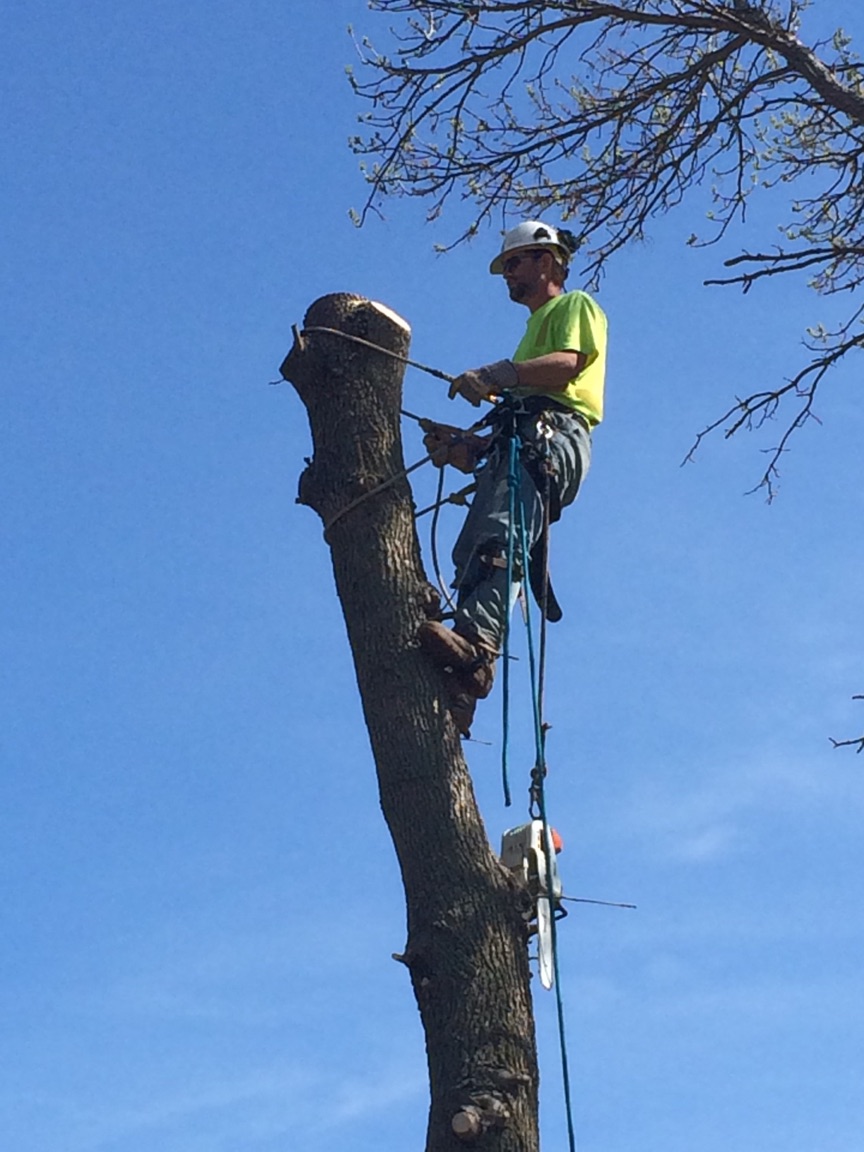 Radel Tree, LLC logo