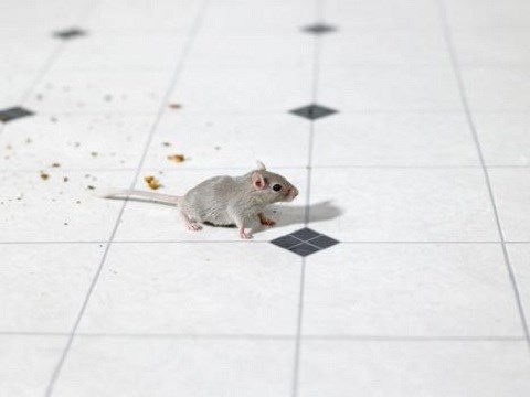 One Hour Pest Control logo