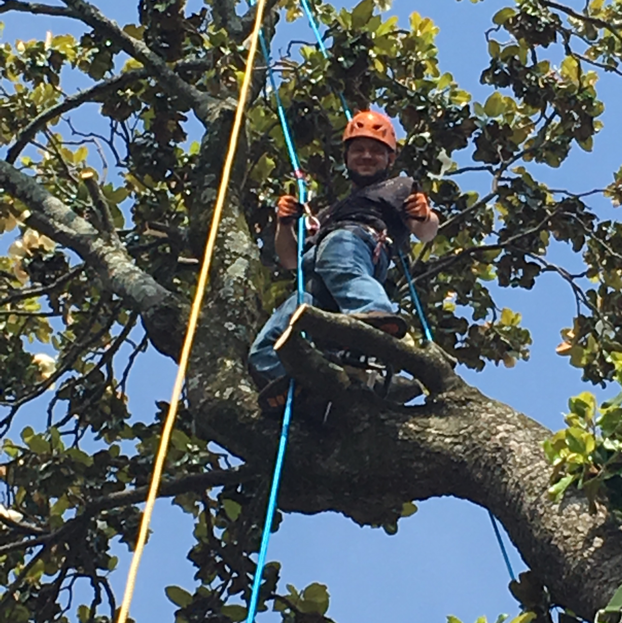 Wiley's Top Notch Tree Service LLC logo