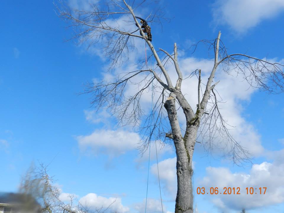 Treewalker, LLC logo