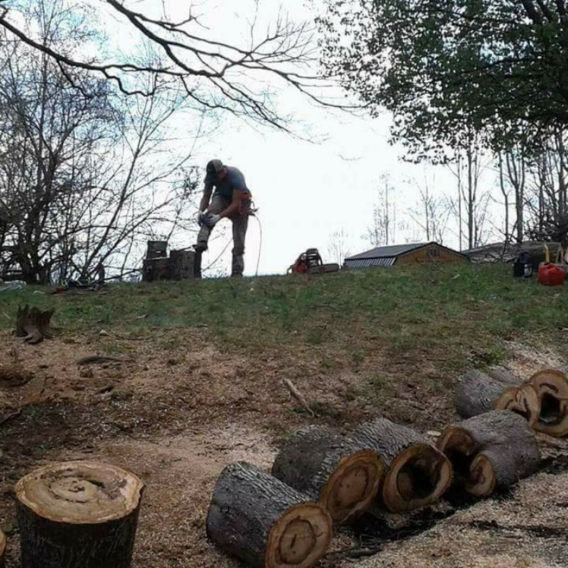 Avatar for LTC Tree Service