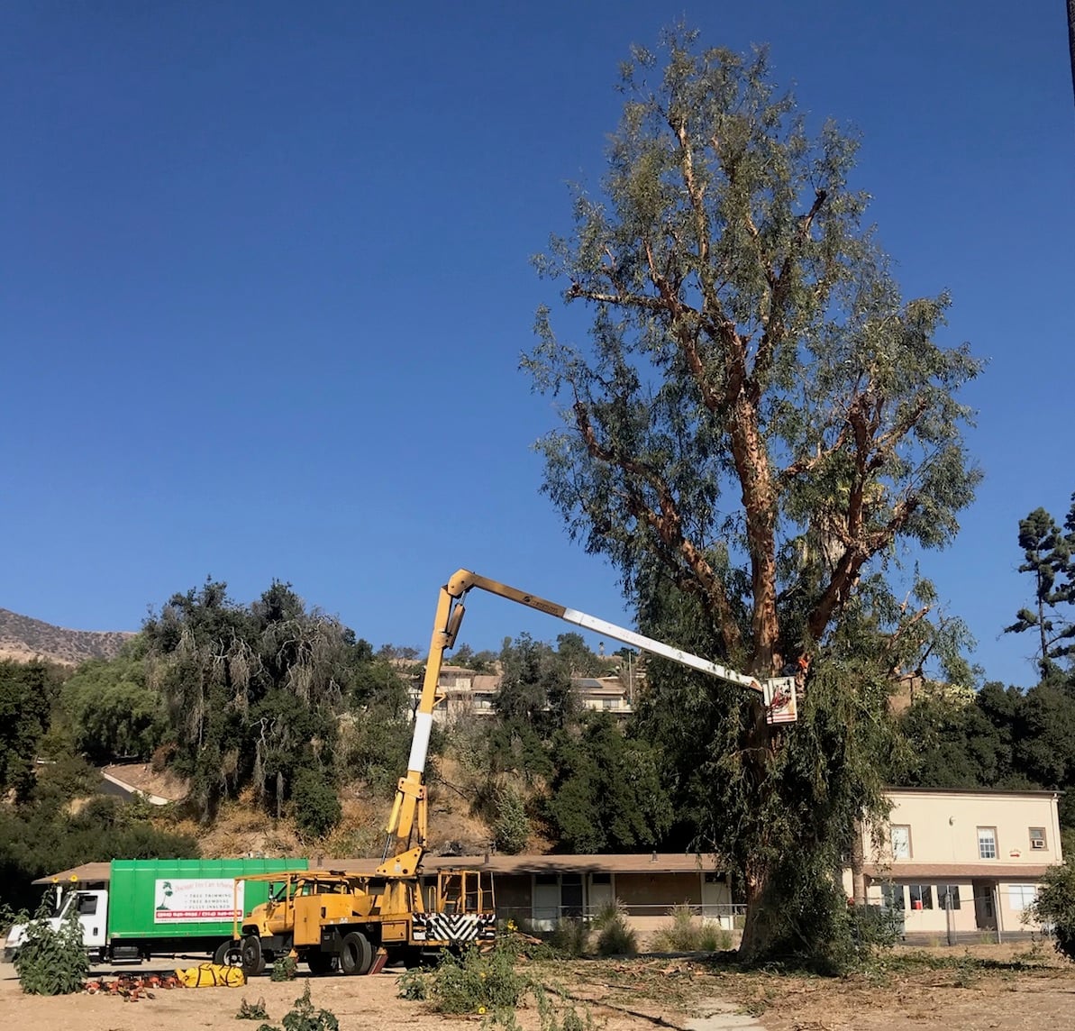 Avatar for Discount Tree Care Arborist, Inc.