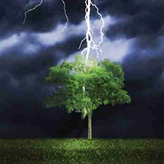 Avatar for A Force of Nature Tree Service