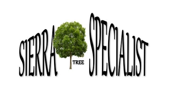Avatar for Sierra Tree Specialist