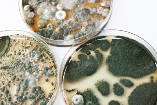 Professional Mold Inspections logo