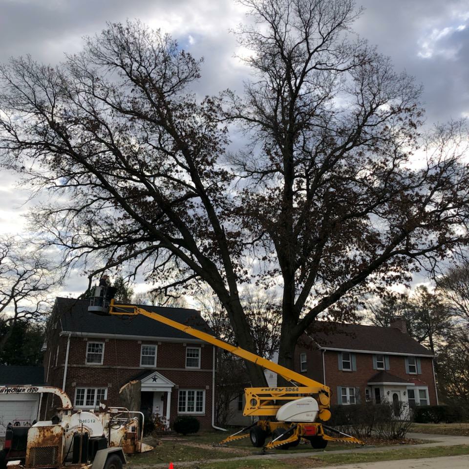 Logo for TS Tree Service