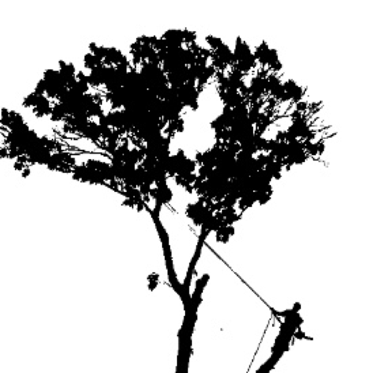 Logo for Branching Out Tree Care