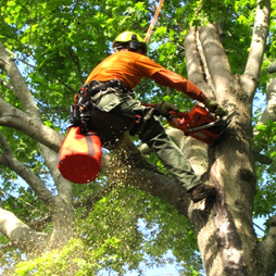 Avatar for E Cheap Tree service