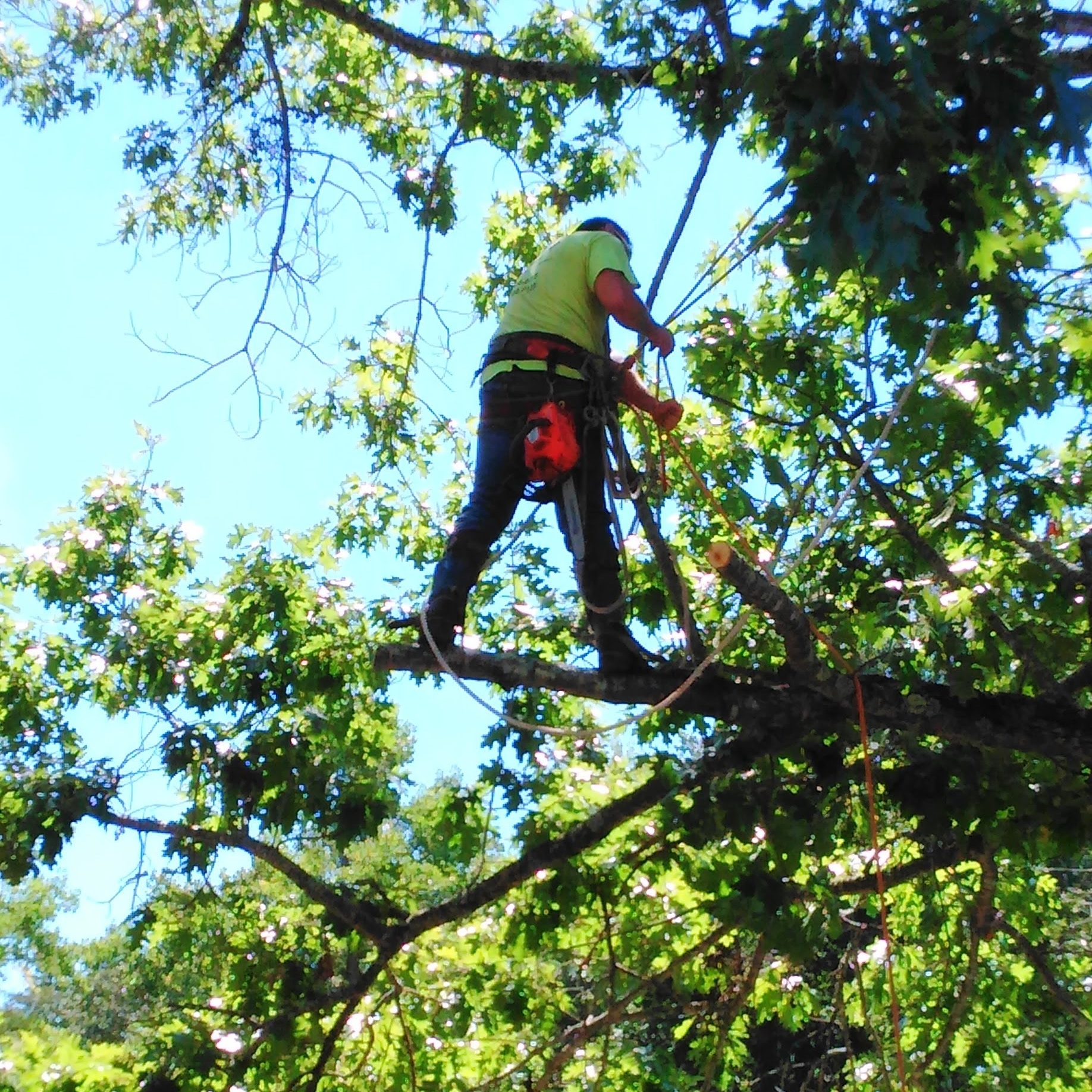 Avatar for Weathers Tree Removal