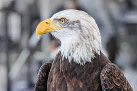 Logo for Gonzalez Eagle Roofing