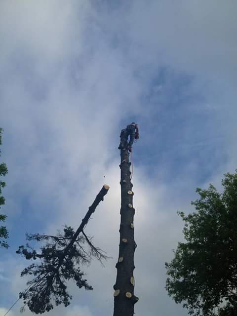 Rolands Tree Service logo