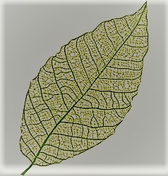 Avatar for Grant's Greens