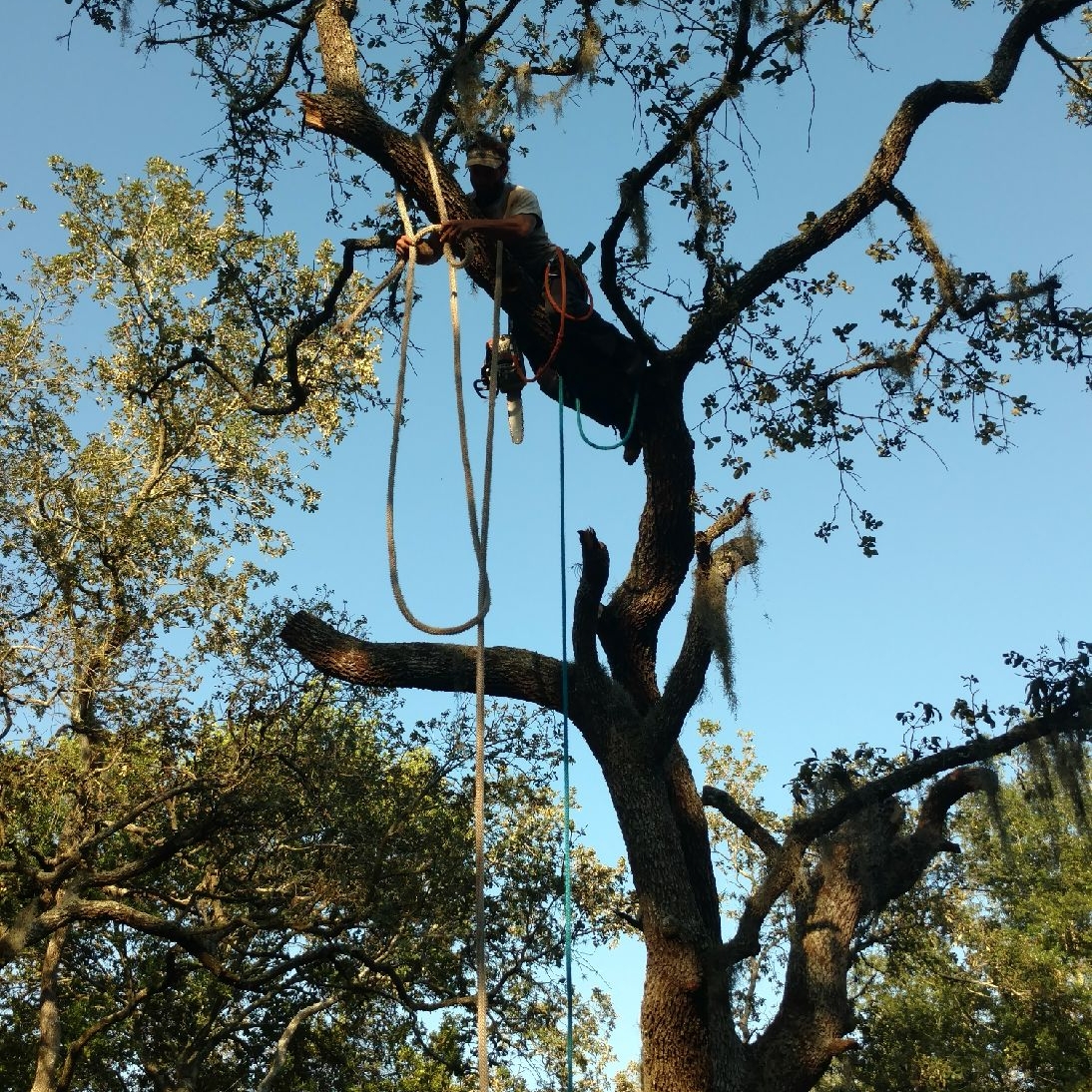 Avatar for A&J Affordable Tree Care