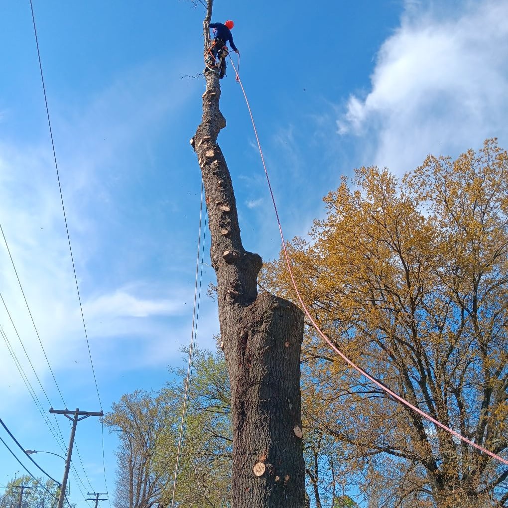 Avatar for Squirrel Tree Service