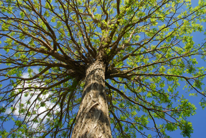 Avatar for Weddington Tree Dynamics LLC