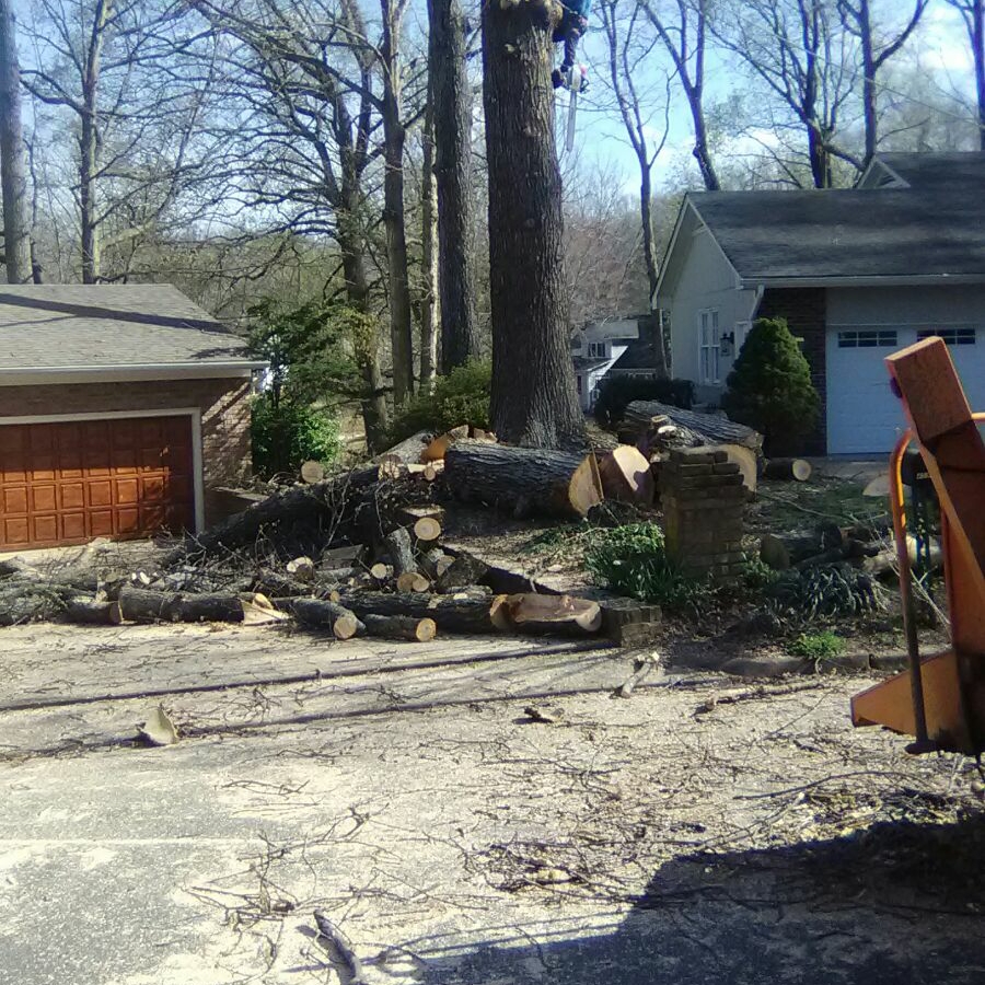 Avatar for Rickys Tree Services