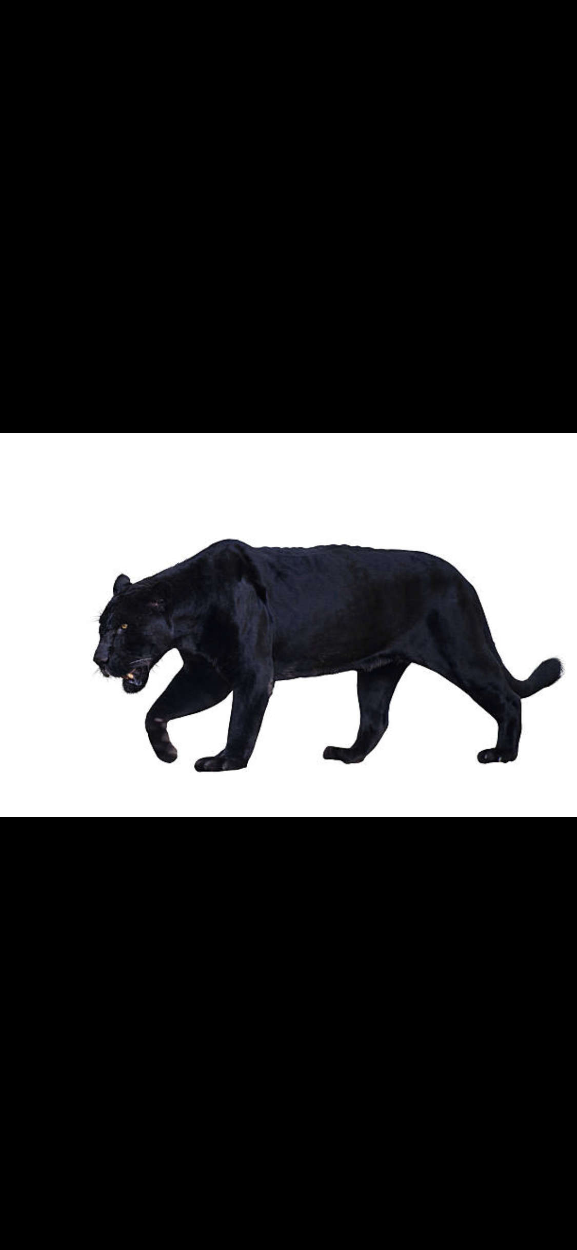 Avatar for Panther Paint and Drywall LLC